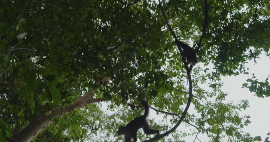 Two monkeys are crawling on trees in a forest