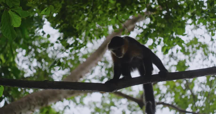 A monkey is crawling on a branch in a forest