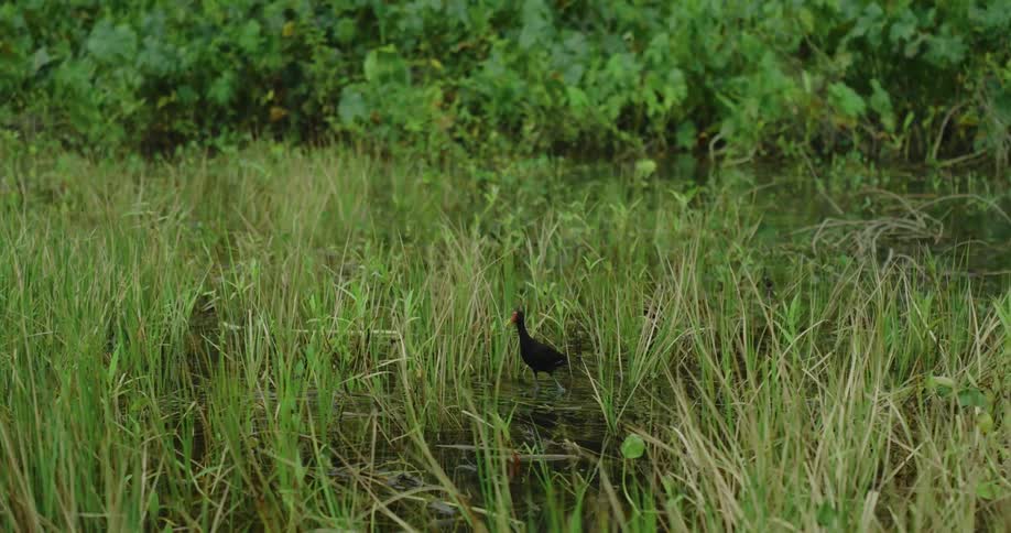 A small black bird walks atop a grassy wetland before flying away