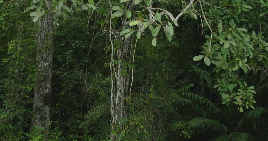 The woods are dense with trees