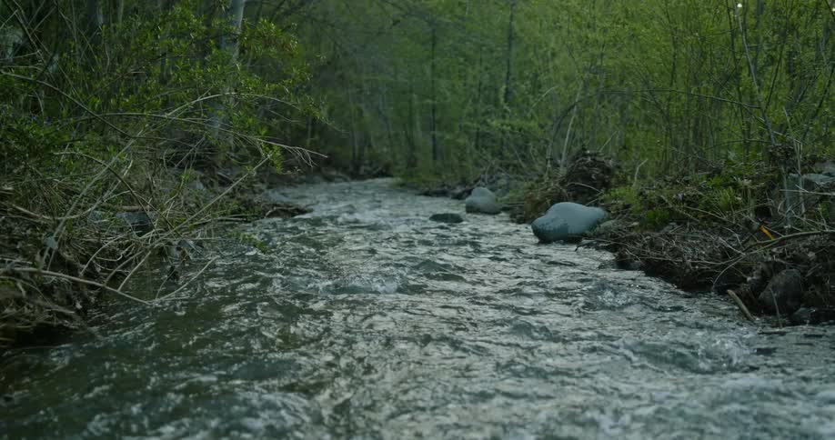Landscape of river flowing through forest