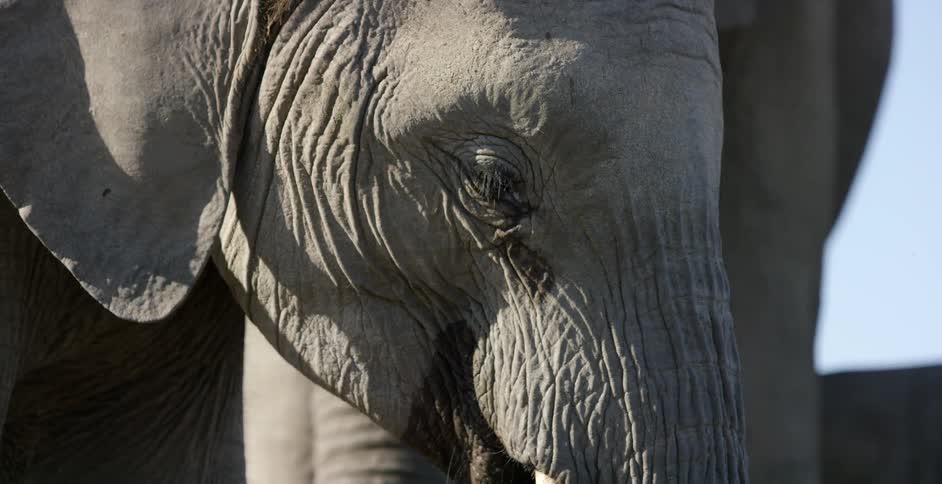 Close up of an elephant's face