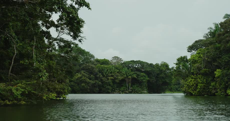 Boat travels along river through forest