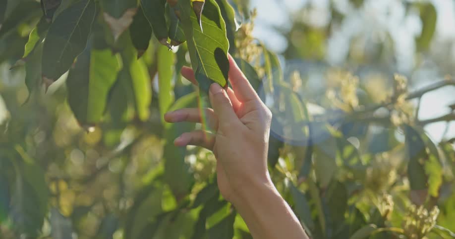 A person is touching plants outdoors in spring time