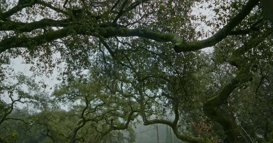 Heavy fog is in the forest