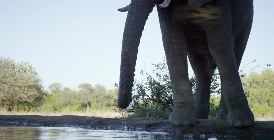 The elephant is drinking water on a sunny day