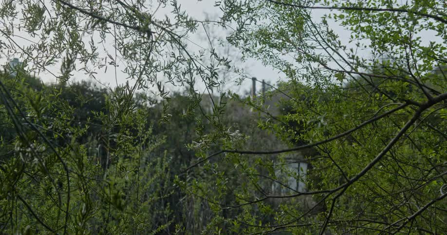 Trees in a forest is displayed during spring
