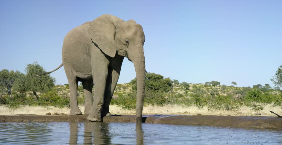 An elephant throws water on a sunny day