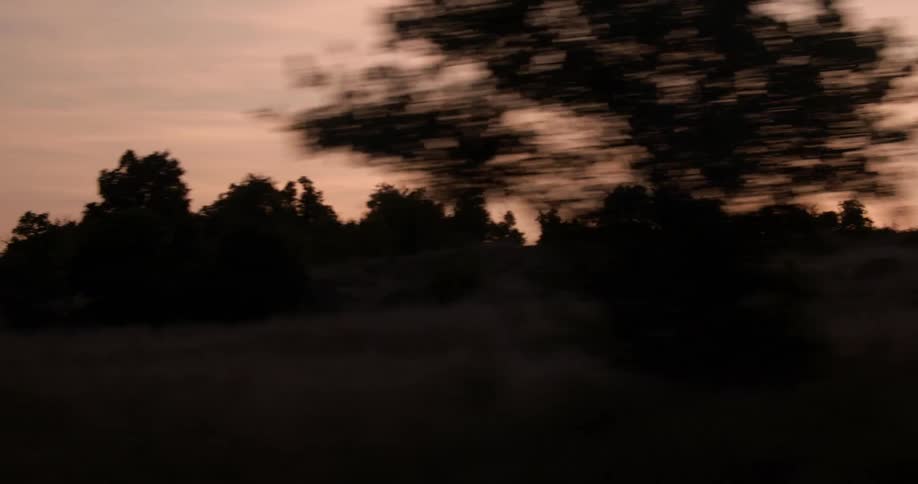 Traveling past trees at sunset