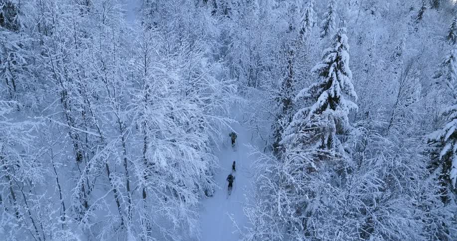 Three people cross country skiing through the forest
