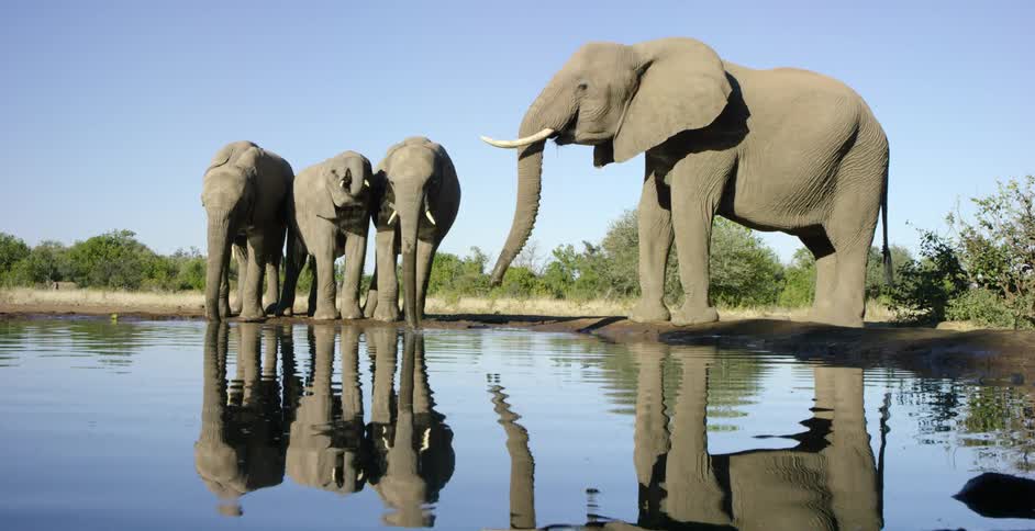 Four elephants drinking water on the prairie