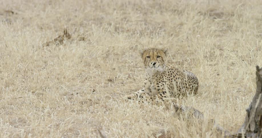 A cheetah yawns while sitting in the grass