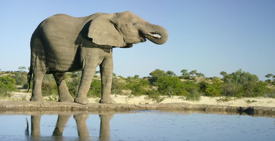 An elephant drinks from a river