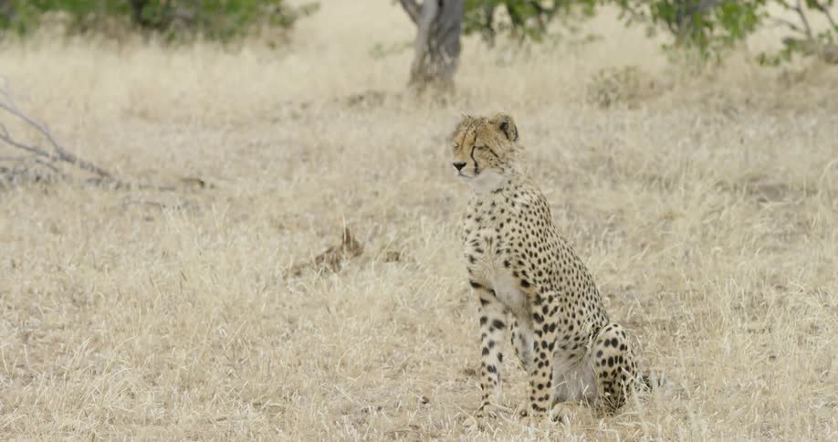 A leopard is standing at attention in a field