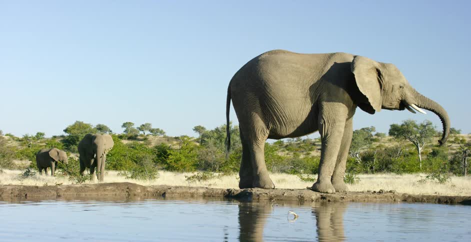 Elephants stand near a watering hole