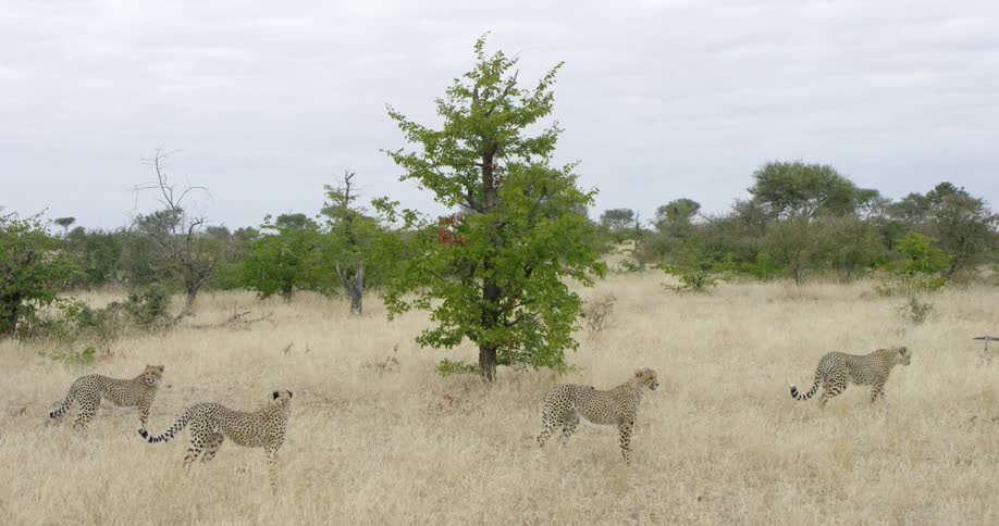 Four leopards are standing together in the tall grass