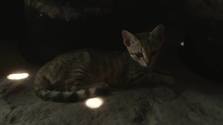 Cat lies on ground under layer that lets light through in a few spots