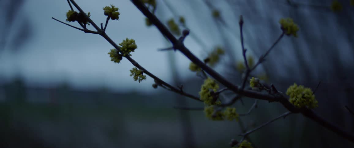 A branch with green buds on it sways in the wind while a car travels past on a road