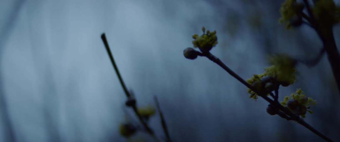 A plant with flowers on it