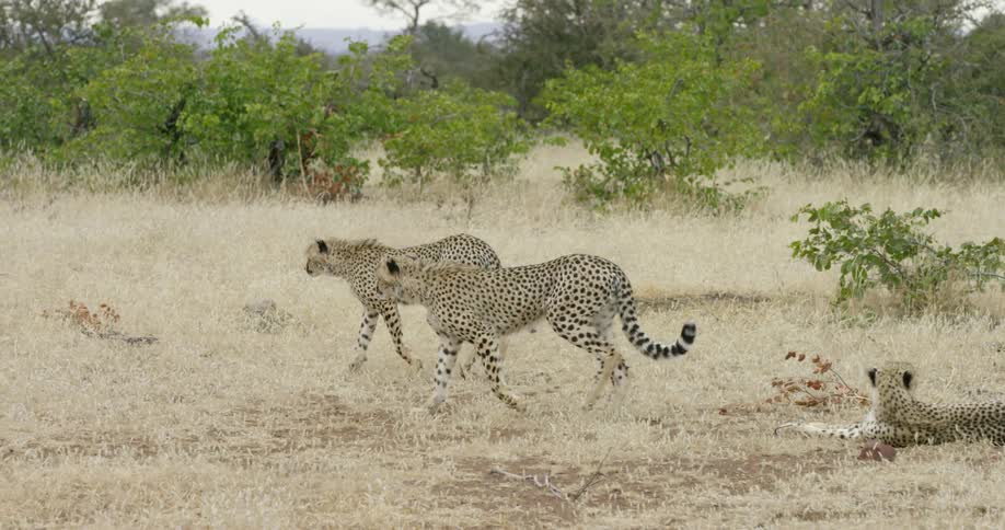 Two cheetahs walk across the grass near trees