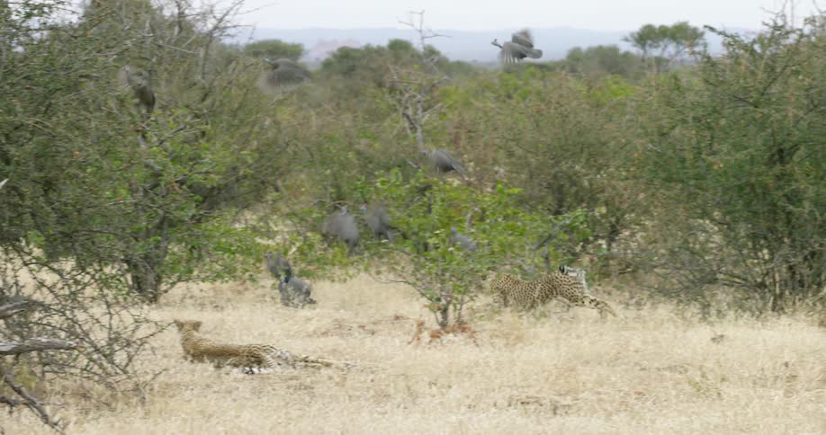 Cheetah chases a flock of birds through the trees