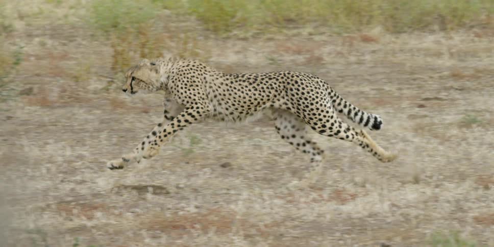 A cheetah runs toward a tree