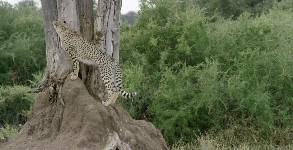 A cheetah stands on the trunk of a tree in the woods