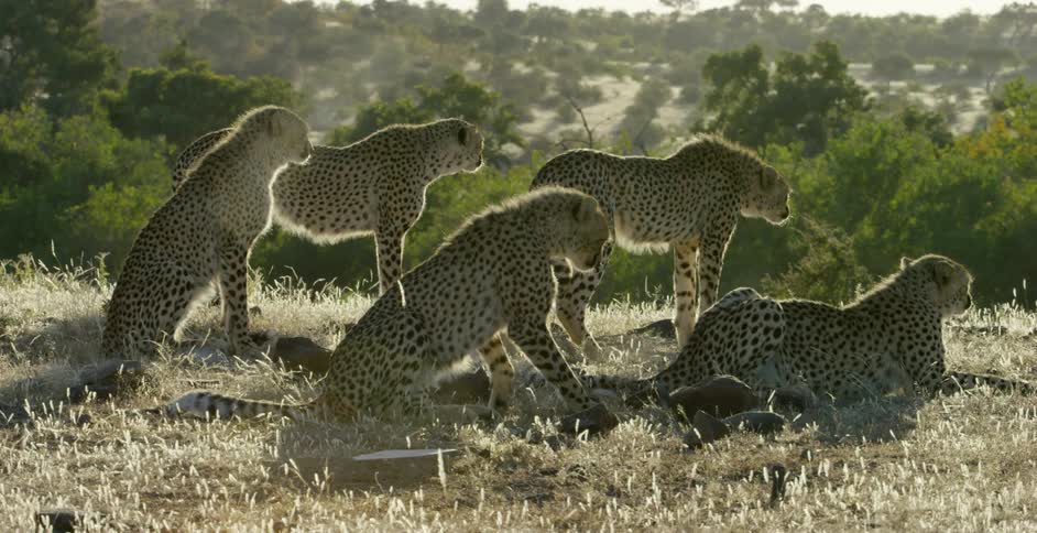 Several cheetahs in a calm setting