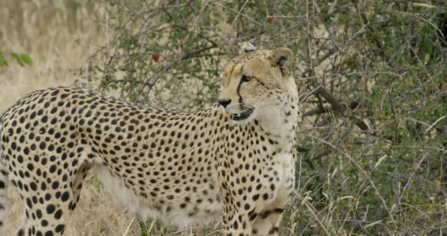 A cheetah looks around