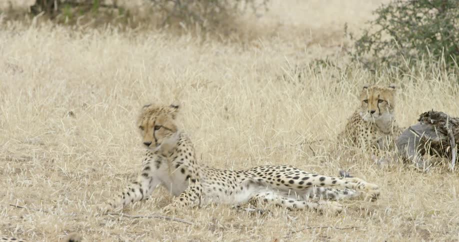 A leopard lays down on the grass as another watches