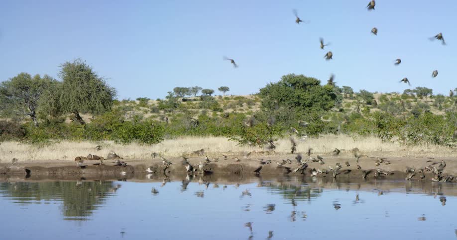 Flock of birds landing at a water's edge and then flying away