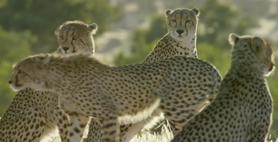 A herd of cheetahs