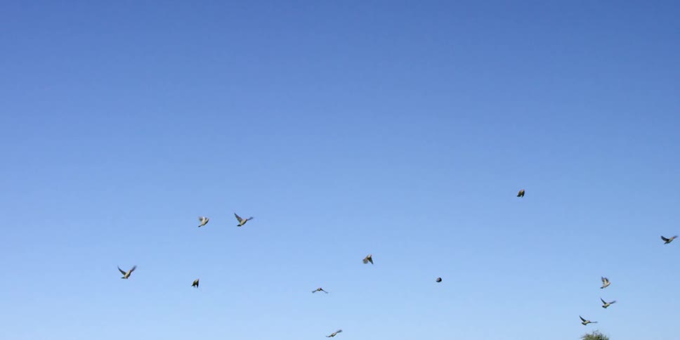 Many birds flying on a clear day