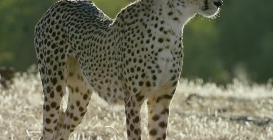 Cheetah standing calmly in a field