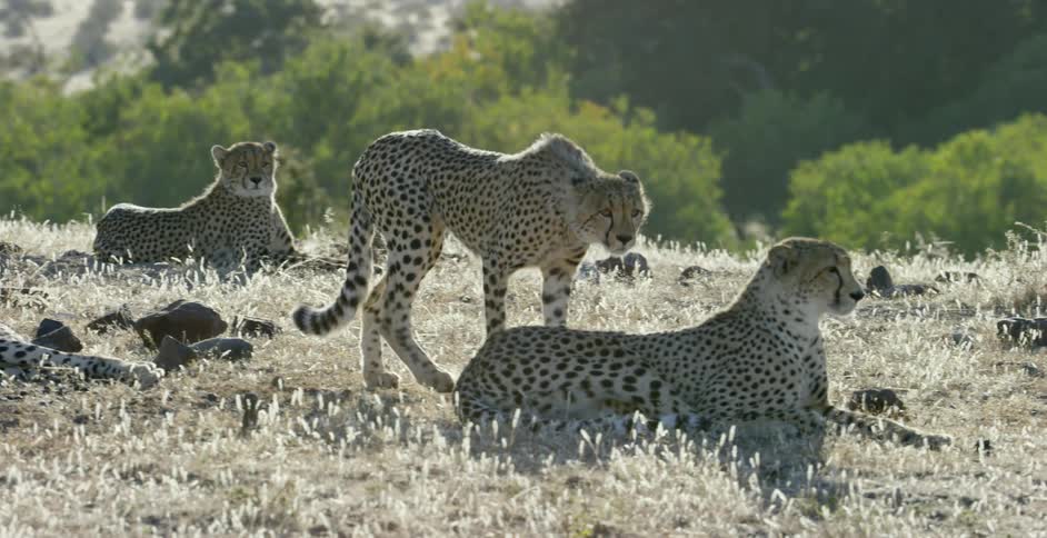 A cheetah walking near another cheetah