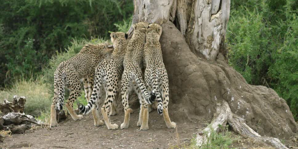 Cheetahs are gathered around a tree trunk