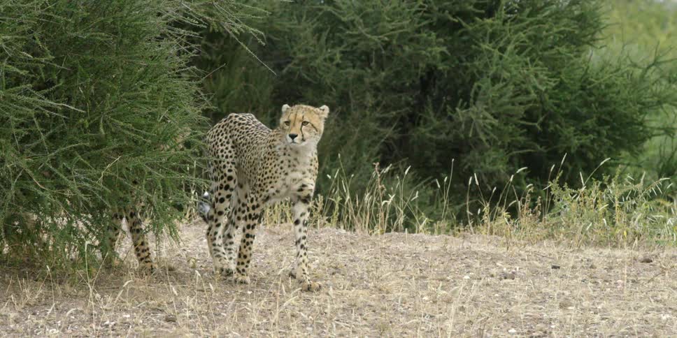 Two cheetahs peer out from behind a tall tree