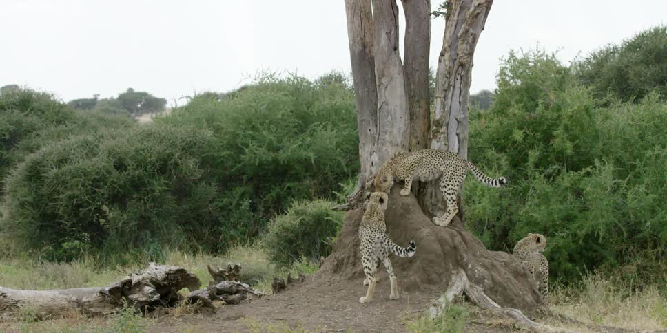 Three cheetahs at the bottom of a tall tree
