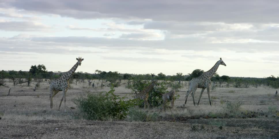 A family of giraffes walk through the savannah