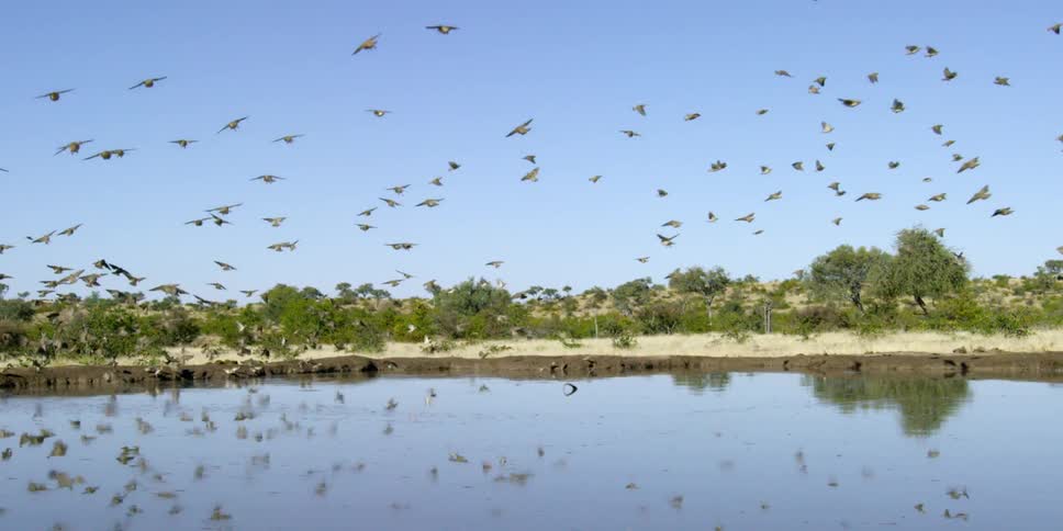 Birds fly over a lake