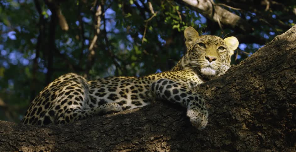 A leopard is sitting on a tree branch