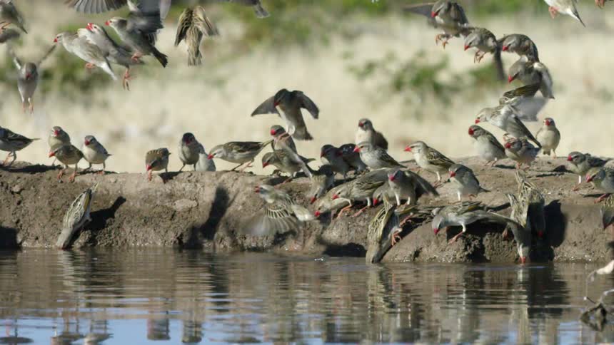 A flock of birds lands near a water source