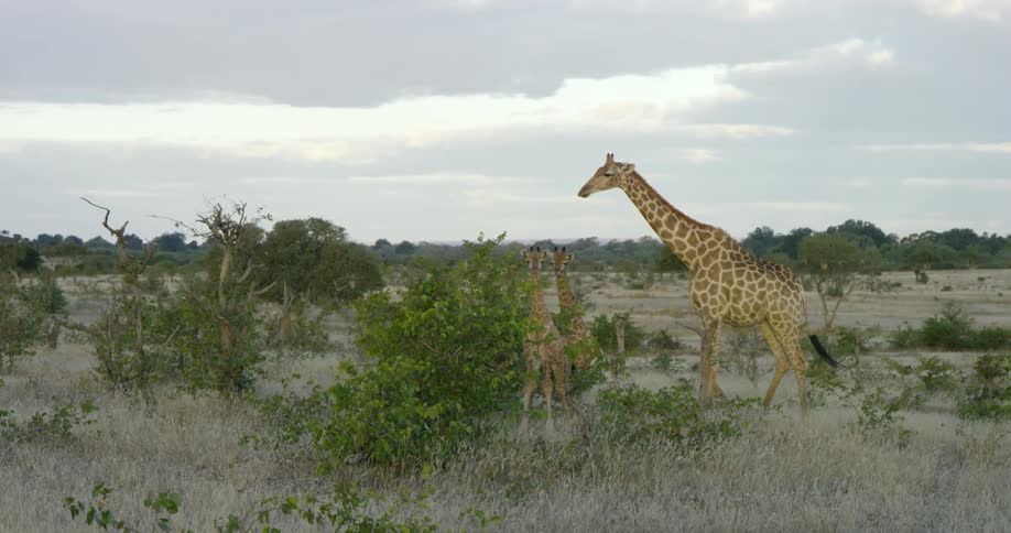 An adult giraffe walks toward two baby giraffes