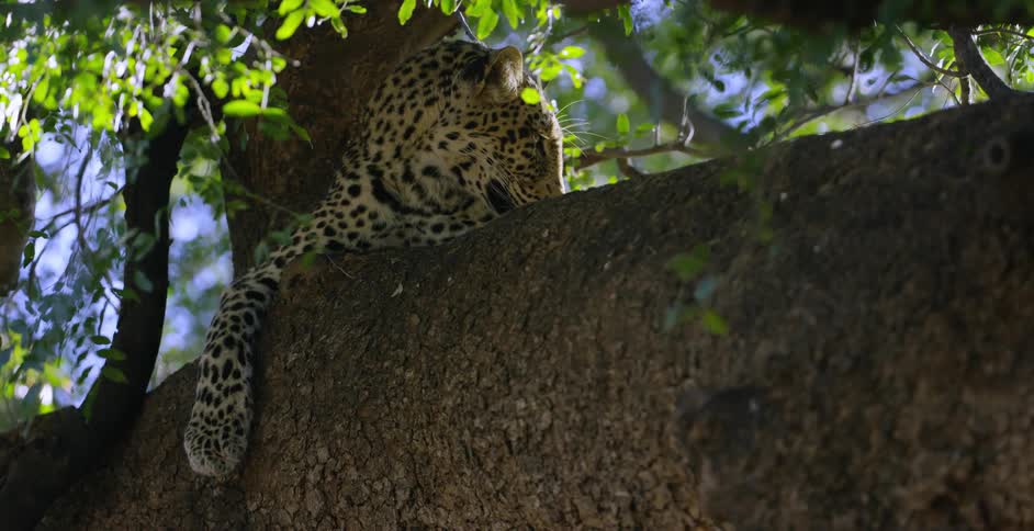 A leopard rests in a tree on a sunny day