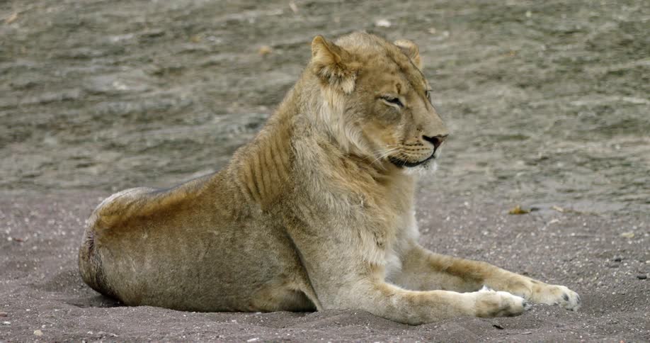 A lion is lounging on the dirt