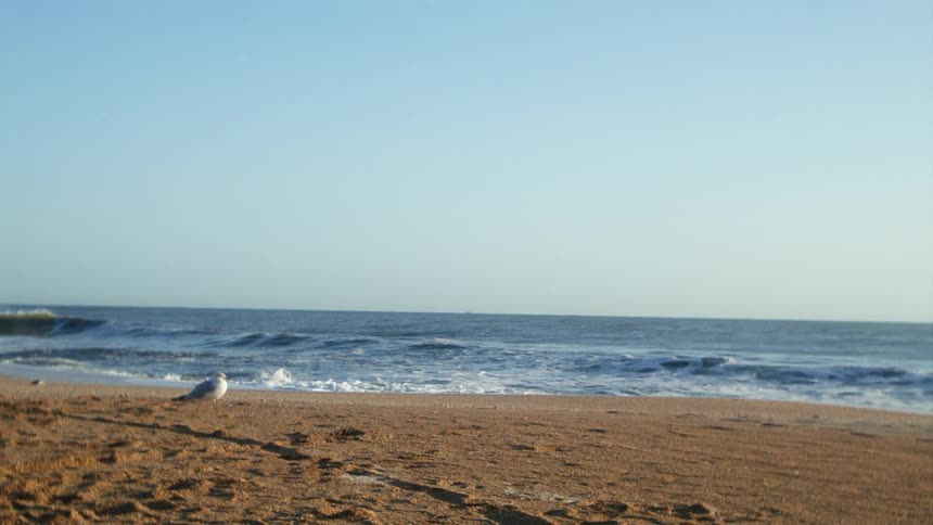 Birds are flying above the beach coast