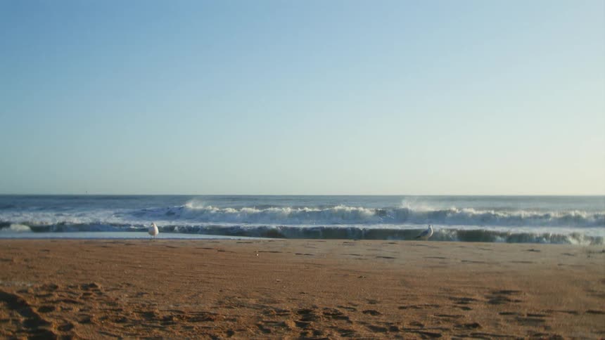 Birds stand on the beach along the coast