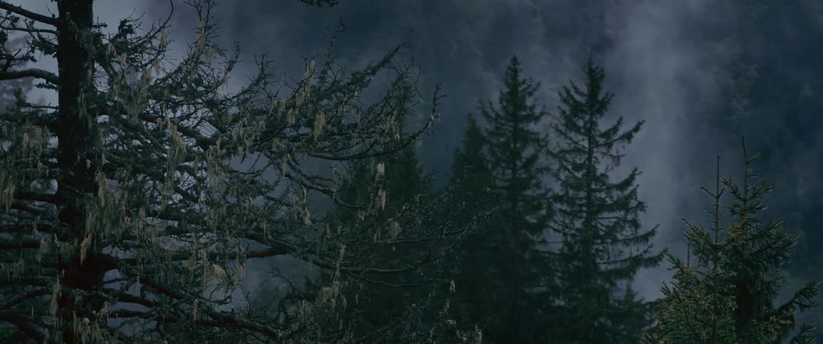 An aerial of pine trees with fog settling in the valley of the trees