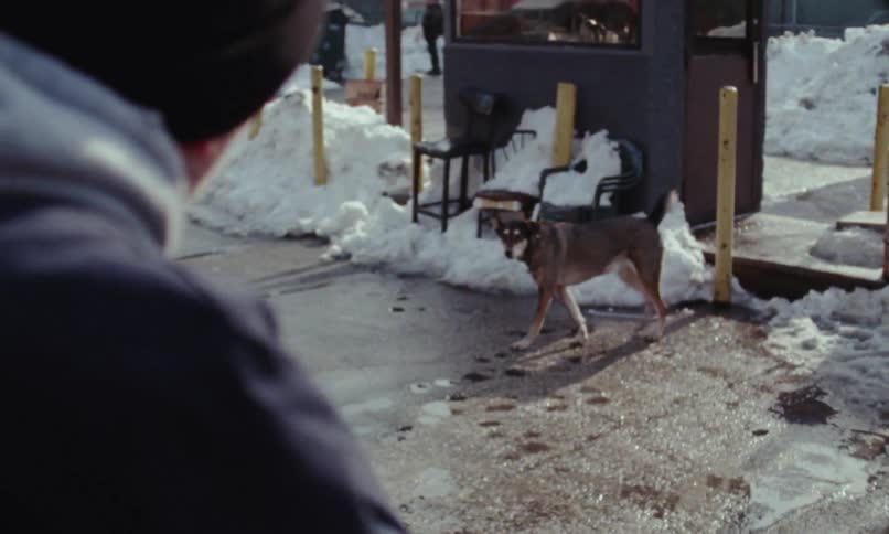 A man walks toward a dog wandering in a parking lot