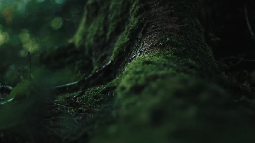 Close up view of moss growing on a tree is displayed